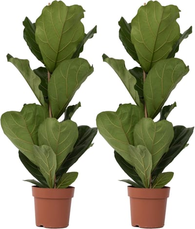 Plant in a Box - Ficus Lyrata - Set van 2 - Vioolbladplant - Tabaksplant - Groene kamerplant - Pot 21cm - Hoogte 70-90cm