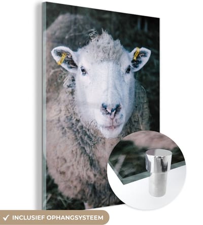 MuchoWow® Glasschilderij 30x40 cm - Schilderij acrylglas - Schaap - Dieren - Vee - Foto op glas - Schilderijen