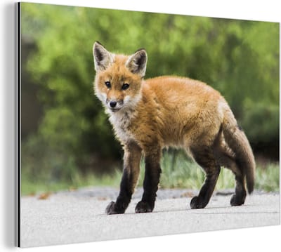 Wanddecoratie Metaal - Aluminium Schilderij Industrieel - Vos - Puppy - Weg - 30x20 cm - Dibond - Foto op aluminium - Industriële muurdecoratie - Voor de woonkamer/slaapkamer