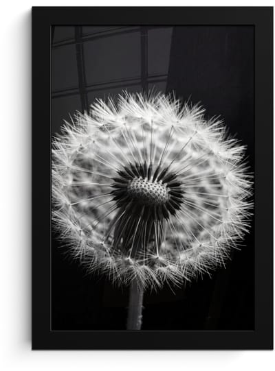 Poster in lijst - Fotolijst 20x30 cm - Posters - Paardenbloem - Zwart - Wit - Posterlijst zwart - Decoratie - Wanddecoratie woonkamer - Muurdecoratie slaapkamer