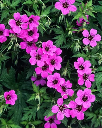 Plants Online - Tuinplanten - Vaste planten - Set van 1 - Geranium 'Patricia' - 2 liter pot - Plant