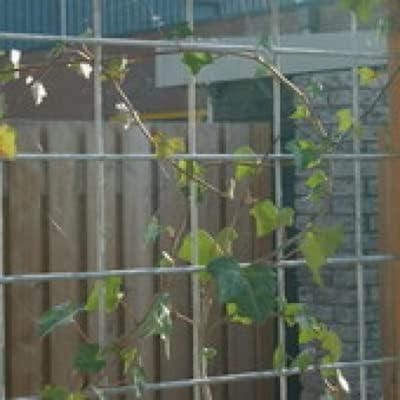 Betongaas Betonmat - Tuinafscheiding Klimrek - Tuin Afschermen - Vuurverzinkt Volbad - 2x3 meter - Grijs