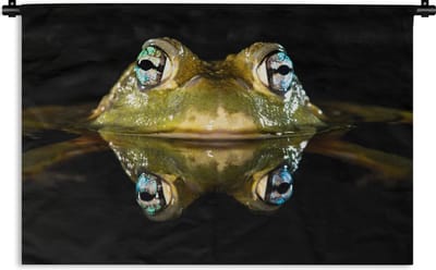 Wandkleed Dieren op een zwarte achtergrond - Amerikaanse stierkikker weergegeven op zwarte achtergrond Wandkleed katoen 180x120 cm - Wandtapijt met foto XXL / Groot formaat!