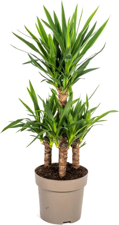 Plantenboetiek.nl | Yucca Elephantipes - Ø30cm - 90-110cm hoog - Kamerplant - Groenblijvend