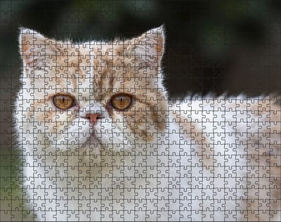 Puzzel Persische Kat | 500 stukjes | Dierenpuzzel | Kattenpuzzel