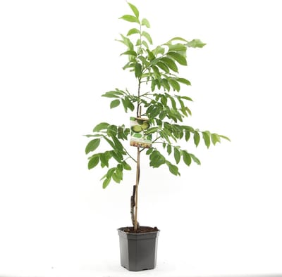 Juglans regia Broadview | veredelde walnoot | spil