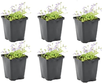 Set van 6 Winterharde Vijverplanten Mazus Reptans - Waterplanten voor Tuinvijvers