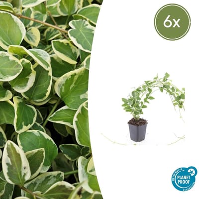 Trendyplants - Vinca major 'Variegata' - 6 stuks - Grote Maagdenpalm - Winterhard - Hoogte 10-30 cm - Potmaat Ø9cm
