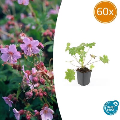 Tuinplantenshop.com | Geranium macr. 'Ingwersen's Var.' | 60 stuks - Ø9cm - 10-25cm hoog - Tuinplant