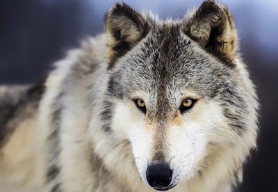 Fotobehang Wolf Animal | XL - 208cm x 146cm | 130g/m2 Vlies