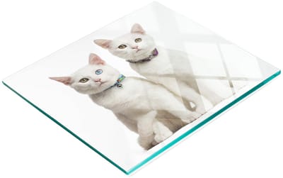 Gehard multifunctioneel decoratief bord van glas met witte katten, 60x52 cm