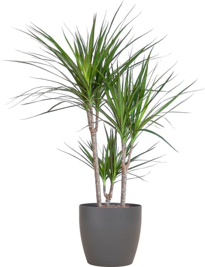 Plantenboetiek.nl | Dracaena Marginata met Viber pot grijs - Ø21cm - 85-95cm hoog - Kamerplant - Groenblijvend