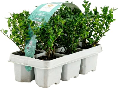 Bloomique - Set van 6 - Ilex Crenata Jenny - Japanse Hulst - Wintergroen - Winterhard - Compact - 10-20cm Hoog - Kluitjes 6cm