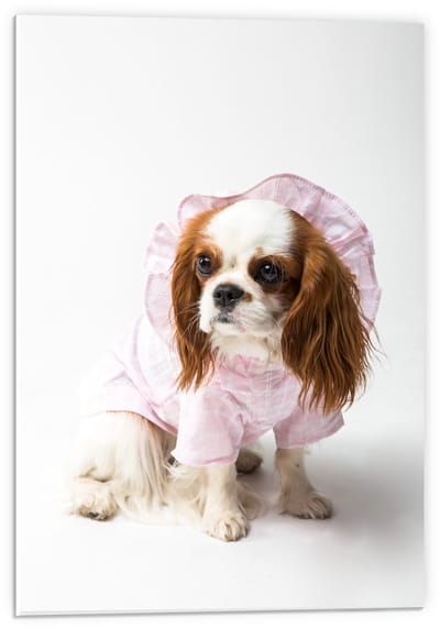 Forex - Klein Hondje met Roze Pakje aan  - 40x60cm Foto op Forex