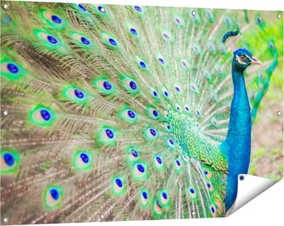 Gards Tuinposter Pauw met Kleurrijke Veren - 120x80 cm - Tuindoek - Tuindecoratie - Wanddecoratie buiten - Tuinschilderij