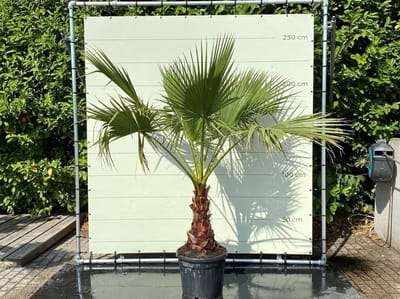 Palmboom - Washingtonia Robusta - Mexicaanse Waaierpalm - Pot ⌀ 40cm - Hoogte  ca. 170cm