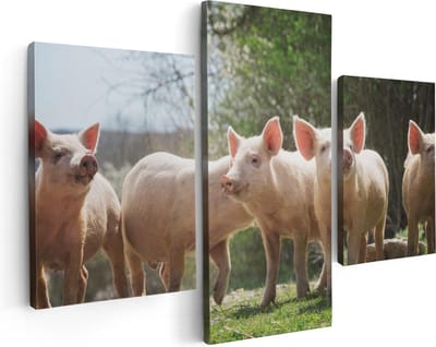 Artaza Canvas Schilderij Drieluik Groep Jonge Varkens - 90x60 - Foto Op Canvas - Canvas Print