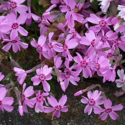 6 x Phlox 'Moerheimii' - Vlambloem pot 9x9cm