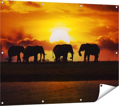Gards Tuinposter Silhouet Olifanten tijdens Zonsondergang - 120x90 cm - Tuindoek - Tuindecoratie - Wanddecoratie buiten - Tuinschilderij