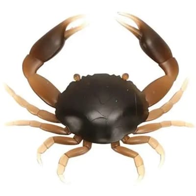 Lok Ragot Crab