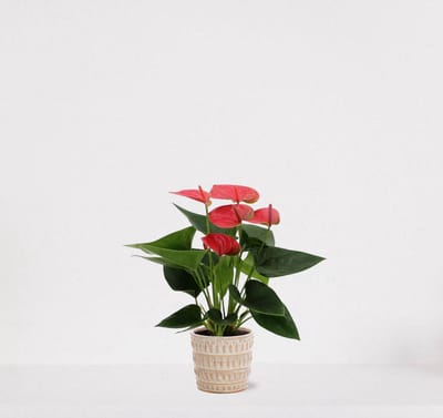 Anthurium Roze in sierpot Feline – bloeiende kamerplant – flamingoplant – 40-50cm - Ø13 – geleverd met plantenpot – vers uit de kwekerij