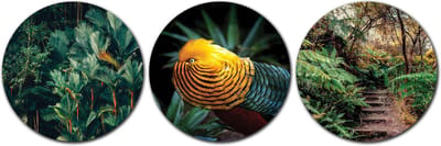 Forex Muurcirkel Set -  Set Tropische Vogel Jungle - Set van 3 Wandcirkels met Ophangsystemen - 35x35x35