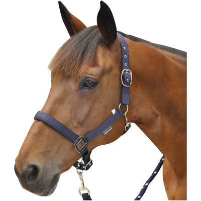 Paardenhalster Canter