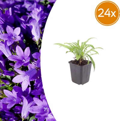 Tuinplantenshop.com | Campanula pers. 'Coerulea' | 24 stuks - Ø9cm - 10-25cm hoog - Tuinplant