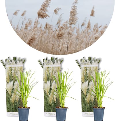 Bloomique - Set van 3 - Cortaderia Selloana - Wit - Pampasgras - Siergrassen - Winterhard - Hoogte 20-30 cm - Pot 9 cm