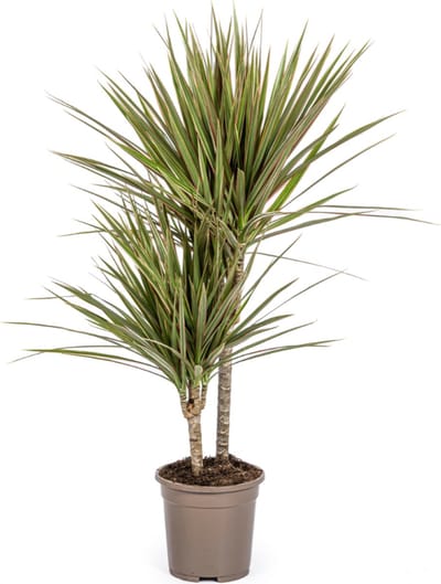 Plantenboetiek.nl | Dracaena Marginata Bicolor - Ø17cm - 50-70cm hoog - Kamerplant - Groenblijvend