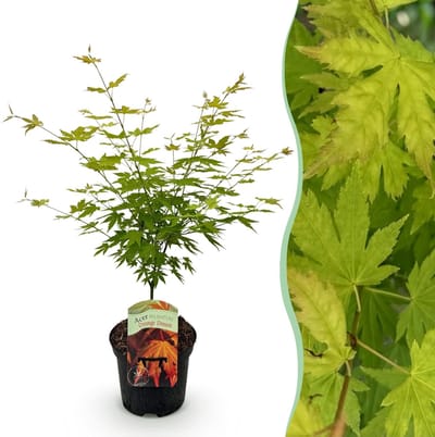 Green boutiQ - Terrasplant - Japanse Esdoorn - Acer palmatum Orange Dream - Oranje - 1 Plant - Bladverliezend - Pot 19cm Hoogte 70cm