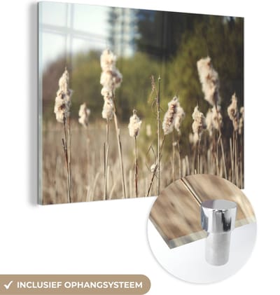 MuchoWow® Glasschilderij 40x30 cm - Schilderij acrylglas - Katoen - Zon - Planten - Foto op glas - Schilderijen