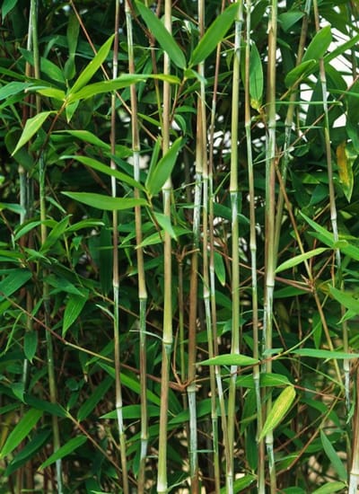 Plants Online - Tuinplanten - Bamboe - Set van 1 - Fargesia nitida - 5 liter pot - Plant 60-80 cm