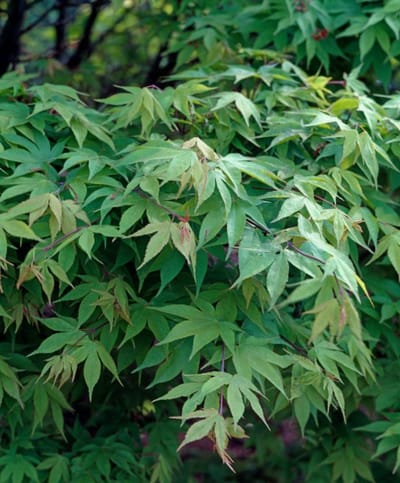 Plants Online - Tuinplanten - Heesters - Set van 1 - Acer palmatum 'Osakazuki' - 5 liter pot - Plant 60-80 cm