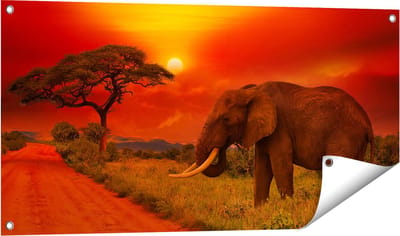 Gards Tuinposter Olifant in het Wild tijdens Zonsondergang - 100x50 cm - Tuindoek - Tuindecoratie - Wanddecoratie buiten - Tuinschilderij