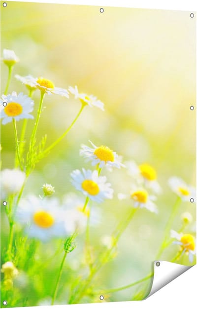 Gards Tuinposter Witte Kamille Bloemen met Zonneschijn - 90x120 cm - Tuindoek - Tuindecoratie - Wanddecoratie buiten - Tuinschilderij