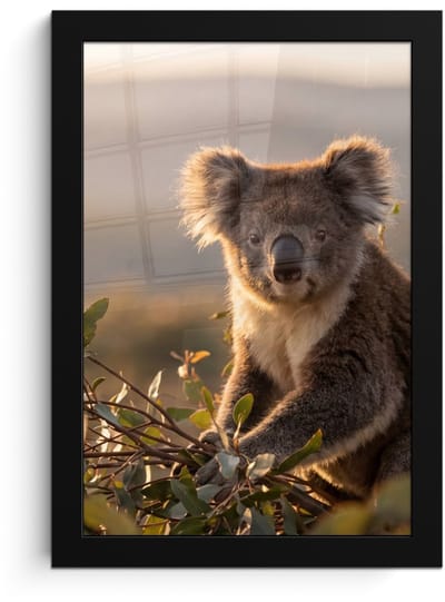 Poster in lijst - Fotolijst 20x30 cm - Posters - Koala - Bladeren - Ochtendlicht - Posterlijst zwart - Decoratie - Wanddecoratie woonkamer - Muurdecoratie slaapkamer