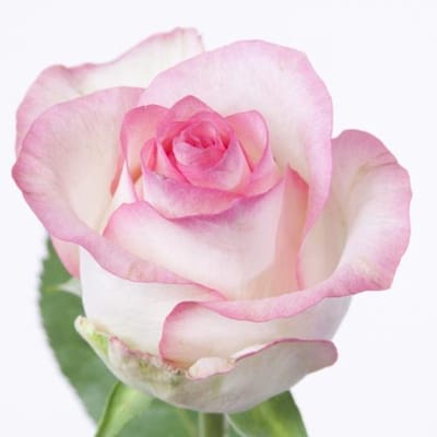 10x Rosa jumilia 70cm