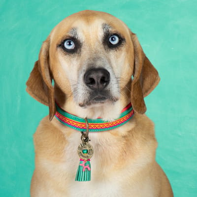 Maui Hondenhalsband M (Halsomvang 34-39 cm / 2,5 cm)