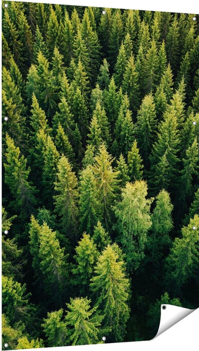 Gards Tuinposter Bos met Bomen vanaf Boven - 100x150 cm - Tuindoek - Tuindecoratie - Wanddecoratie buiten - Tuinschilderij
