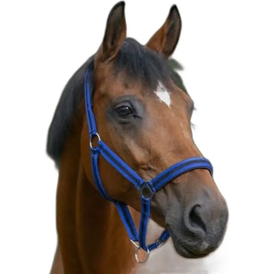 Halster voor paarden Norton Doublé néoprène