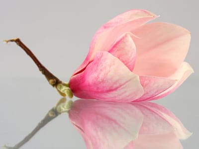 Fotobehang - Een eenzame magnolia bloem.
