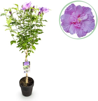 Plantenboetiek.nl | Plant op Stam -Hibiscus syriacus Lavendor Chiffon® - Terras Plant - Bladverliezend - Winterhard - Paarse Bloem - Ø19cm - 80-90cm hoog - Tuinplant