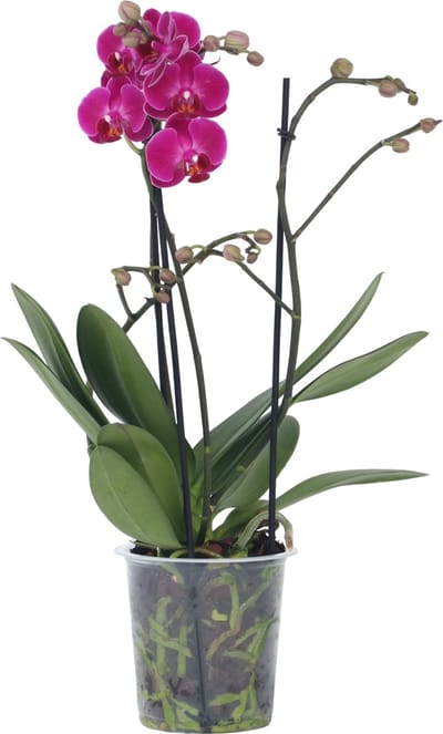Plant in a Box - Phalaenopsis Multiflora - Orchidee Paars - Bloeiende kamerplant - Katvriendelijk - Pot 12cm - Hoogte 35-45cm
