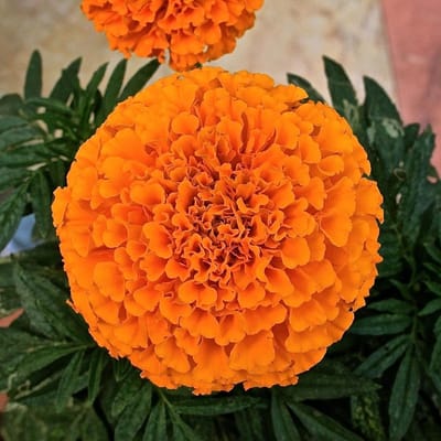 Bloemenzaadjes Oranje - Tagetes Zaden - Tuinieren Buiten - Dwergvariant - 100 Zaden - Oranje