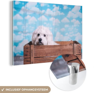 ® Glasschilderij 180x120 cm - Schilderij acrylglas - Maltezer hond in een houten doos - Foto op glas - Muurdecoratie woonkamer - Wanddecoratie slaapkamer - Schilderijen