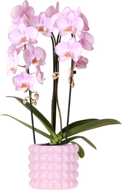 Kolibri Orchids | Roze Niagara Falls orchidee + Poppy roze sierpot – potmaat Ø12cm | bloeiende kamerplant – vers van de kweker