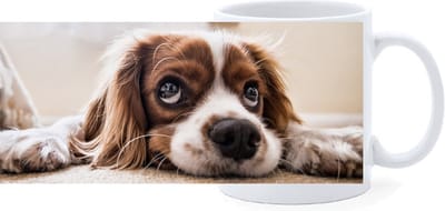 Beker - Cocker Spaniel Liggend
