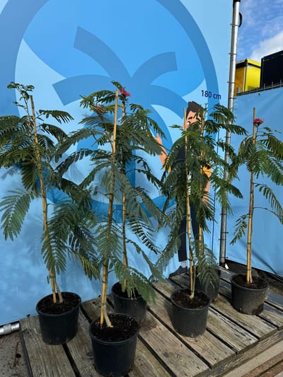 Sunny Tree - Perzische Slaapboom - Albizia Julibrissin 'Ombrella' - Winterharde Boom - Roze Bloesem - 150 cm
