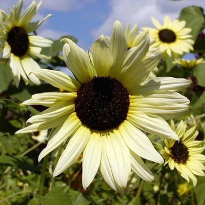 Zonnebloem zaden - Vanilla Ice